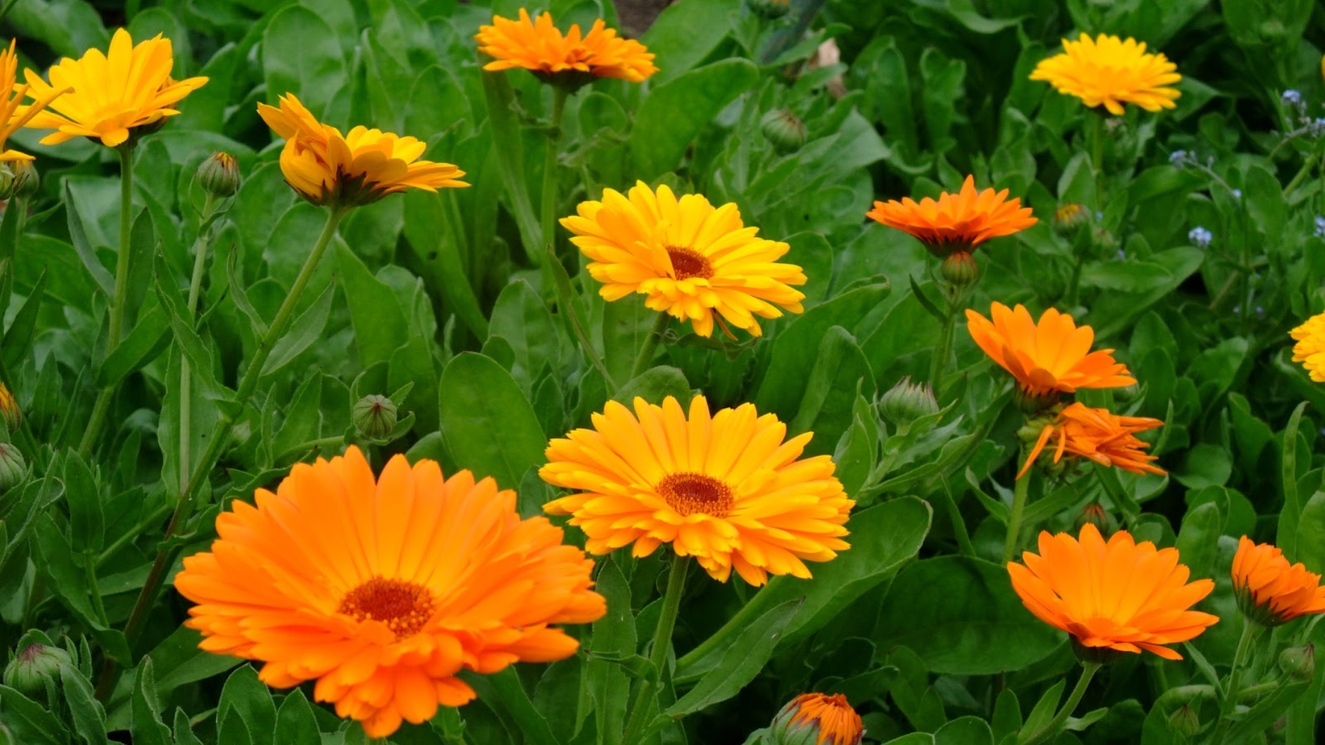 MERCADELA O CALÉNDULA (Calendula officinalis) – Mi Doctor Medina