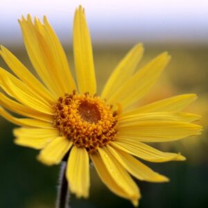 MERCADELA O CALÉNDULA (Calendula officinalis) – Mi Doctor Medina